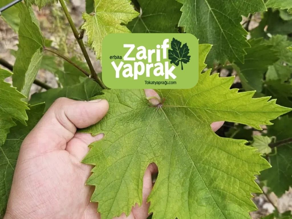 Geleneksel Yemek Kültürünün Vazgeçilmezi Tokat yaprağı Hakkında Merak Edilenler