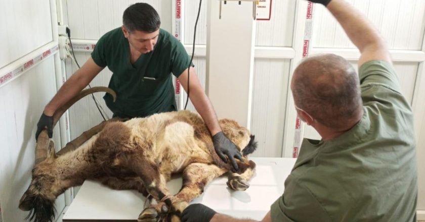 Hakkari'de yaralı bulunan dağ keçisi tedaviye götürüldü