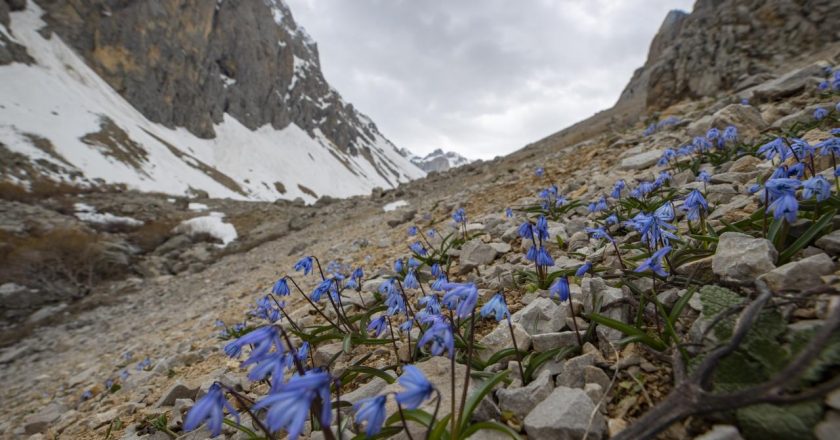 Karların eridiği Munzur Dağları'nda kardelenler ve mavi süsenler çiçek açtı