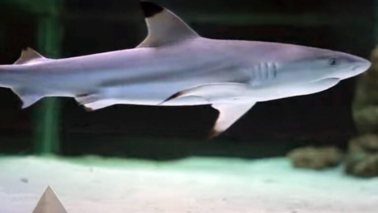 Mısır’da köpekbalığı saldırısı: 1 ölü, 1 yaralı