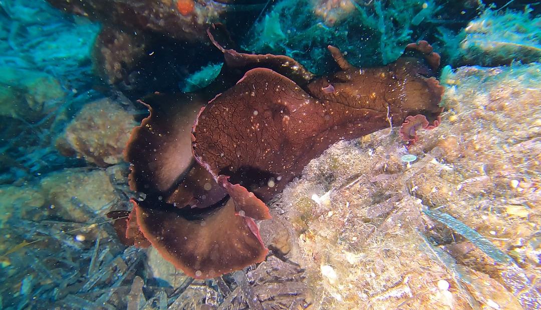 Edrne kıyısında ilginç bir tür: ikinci kez görüldü! Kızıldeniz'de İspanyol Dansçı 1