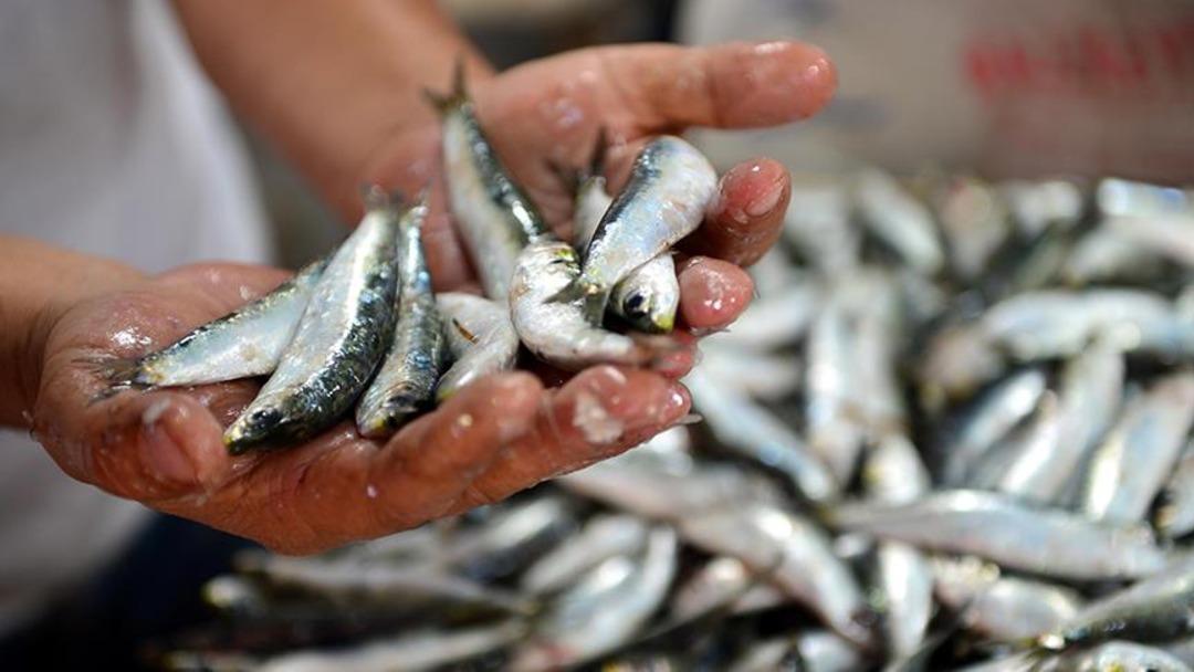 Yaşlanmayı geciktiren lezzet: Sardina! Kuzey Ege lezzetinin mirası, cilt, saç ve tırnakların sağlığı için doğal destek ... 2