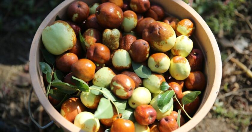 Edirne’de “ölümsüzlük meyvesi”: C, B1, B2 ve B6 vitaminleriyle dolu!