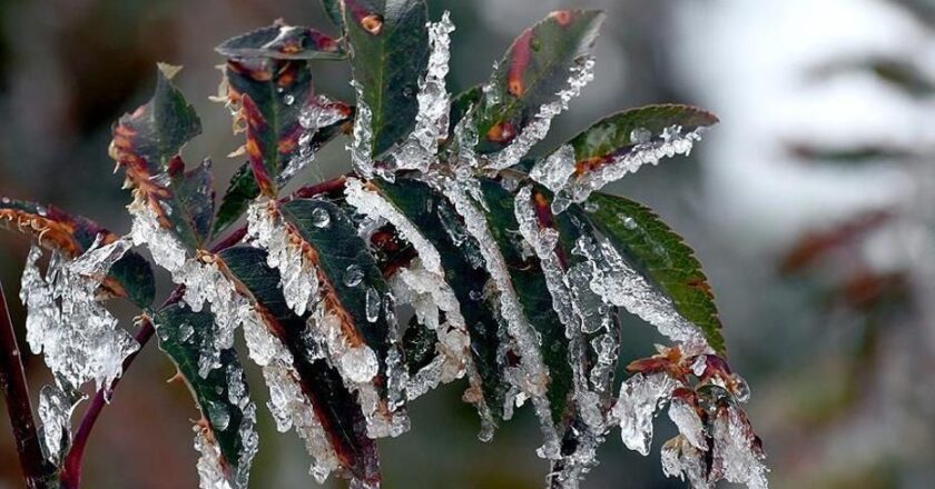 Üreticilere 22.9 milyar lira tarımsal don yardımı sağlandı