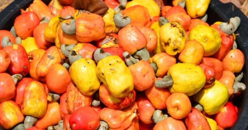 Doğanın İyileştirici Gücü: Zihin ve Hafızayı Güçlendiriyor